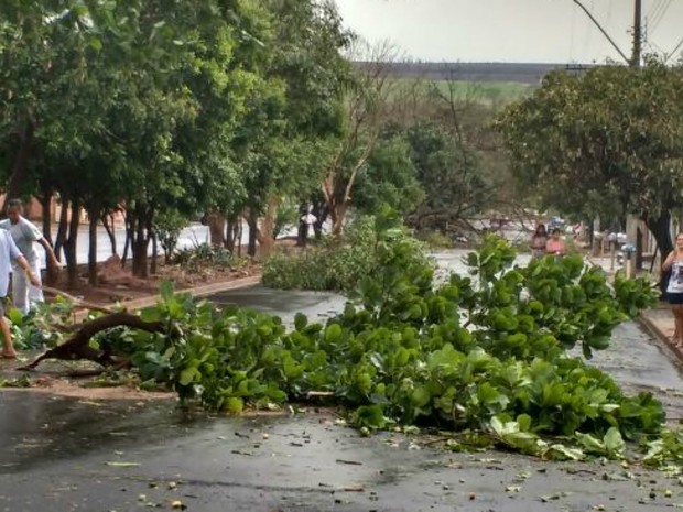 São Joaquim da Barra foi um dos municípios que registrou várias quedas de árvores (Foto: Daniel Melo/Arquivo Pessoal)